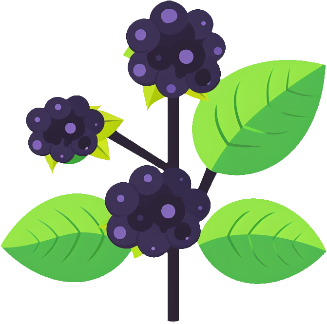 Blackberry